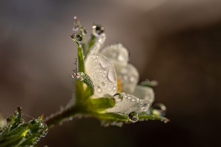raindrop, dewdrop, strawberry flower